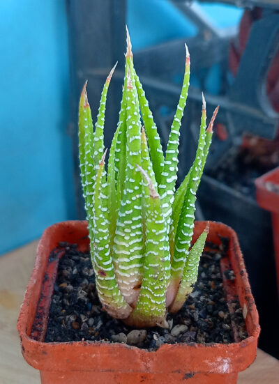 Haworthia fasciata f. variegata white form - Зображення 2