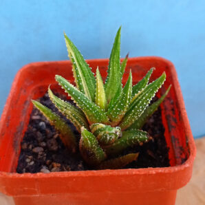 Haworthia attenuata f. variegata