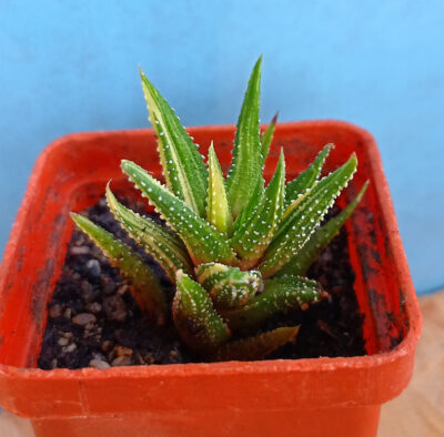 Haworthia attenuata f. variegata