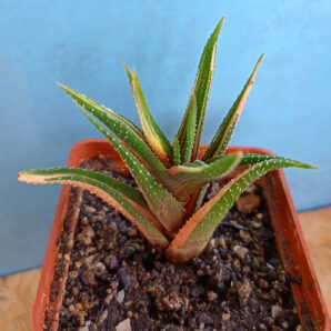 Haworthia attenuata f. variegata