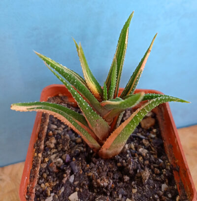 Haworthia attenuata f. variegata