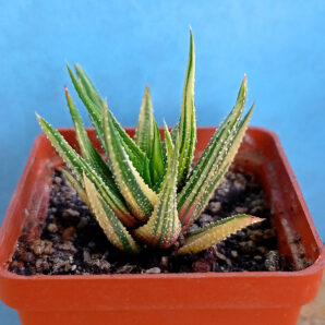 Haworthia attenuata f. variegata