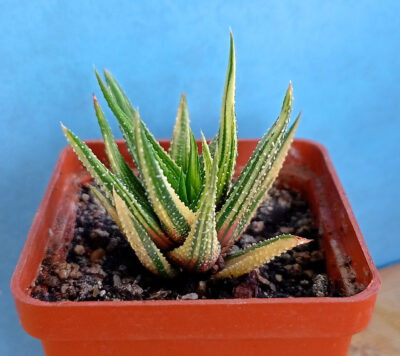 Haworthia attenuata f. variegata