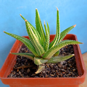 Haworthia attenuata f. variegata