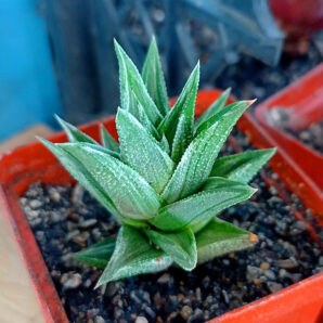 Haworthia venosa x tortuosa f. variegata