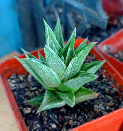 Haworthia venosa x tortuosa f. variegata