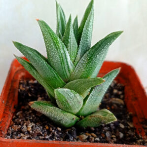 Haworthia venosa x tortuosa f. variegata