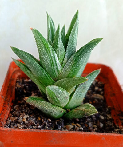 Haworthia venosa x tortuosa f. variegata