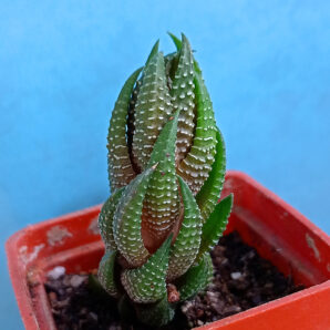 Haworthia reinwardtii