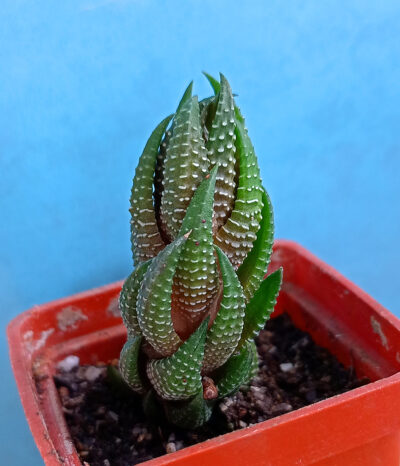 Haworthia reinwardtii