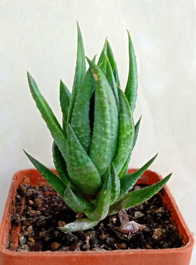 Haworthia glauca - Зображення 2