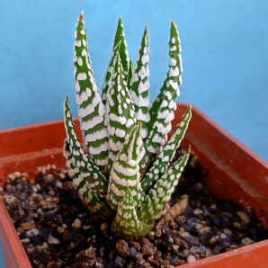 Haworthia fasciata 'Alba'