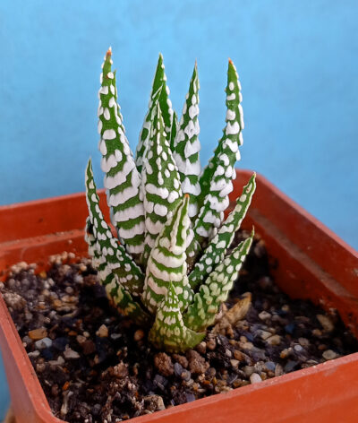 Haworthia fasciata 'Alba'