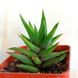 Haworthia tortuosa