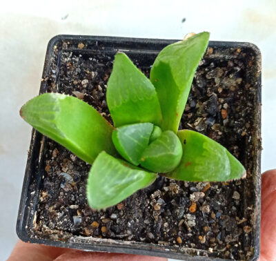 Haworthia retusa - Зображення 2
