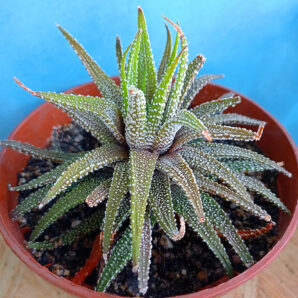 Haworthia attenuata v. clariperla