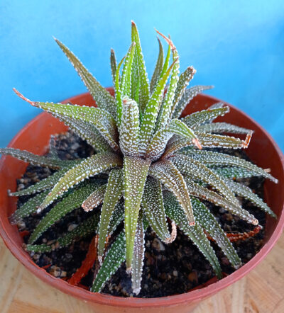 Haworthia attenuata v. clariperla