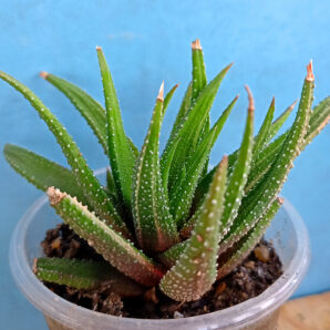 Haworthia attenuata f. variegata
