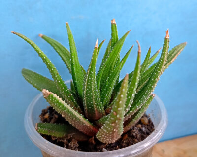 Haworthia attenuata f. variegata