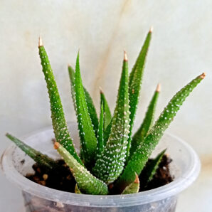 Haworthia attenuata v. radula