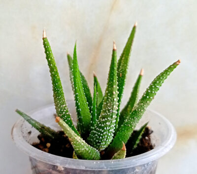 Haworthia attenuata v. radula