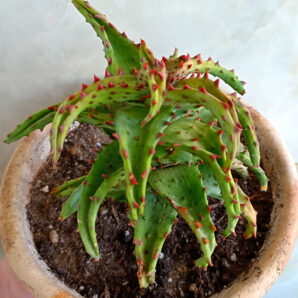 Aloe castilloniae