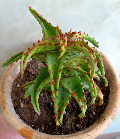 Aloe castilloniae