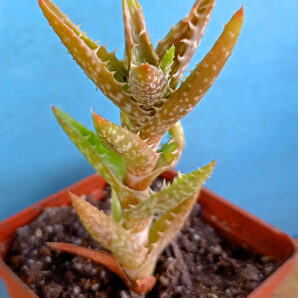Aloe squarrosa