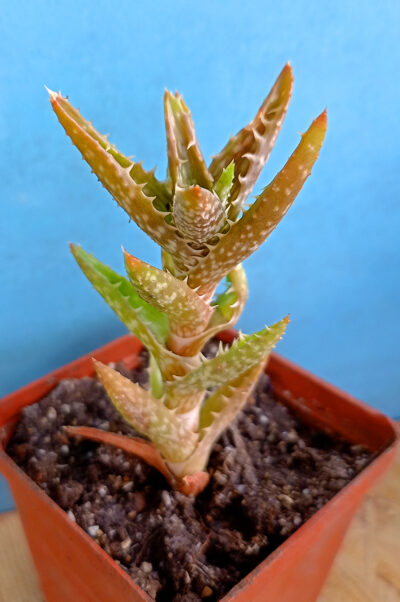 Aloe squarrosa