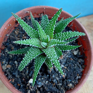 Haworthia attenuata v. clariperla