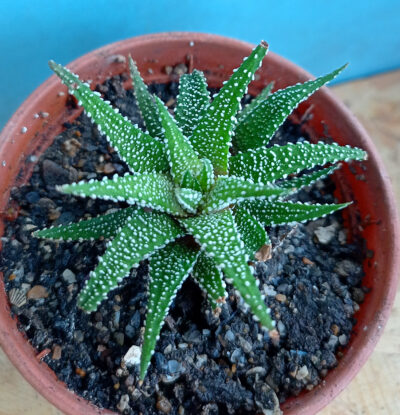 Haworthia attenuata v. clariperla
