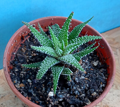 Haworthia attenuata v. clariperla - Зображення 2