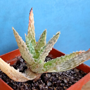 Aloe cv. 'Pink Blush'