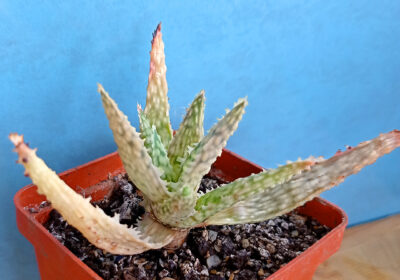 Aloe cv. 'Pink Blush'