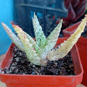 Aloe cv. 'Pink Blush'