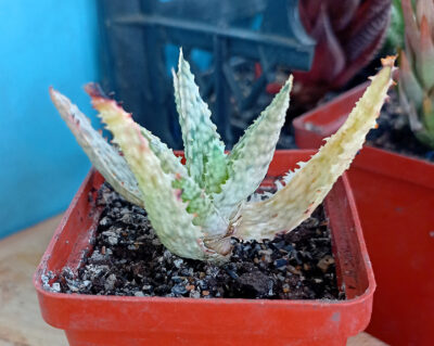 Aloe cv. 'Pink Blush'