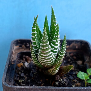 Haworthia fasciata | 55