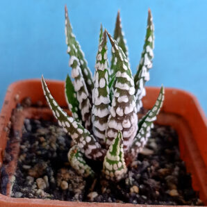 Haworthia fasciata 'Alba'