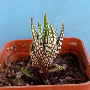 Haworthia fasciata 'Alba'