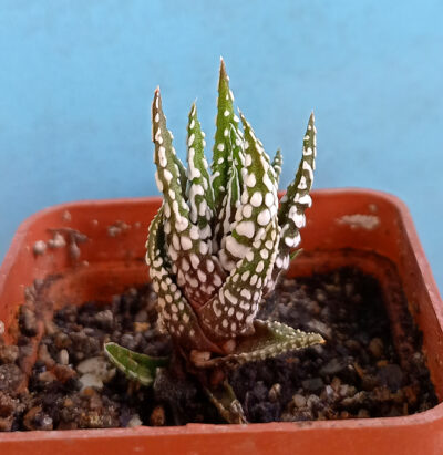 Haworthia fasciata 'Alba'
