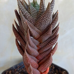 Haworthia limifolia x coarctata