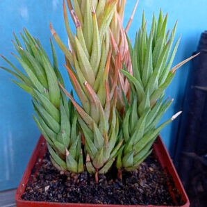 Haworthia glauca
