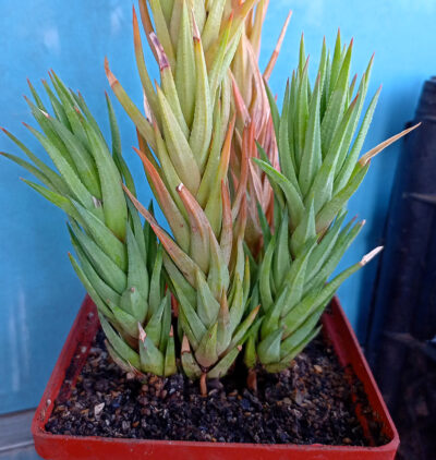 Haworthia glauca