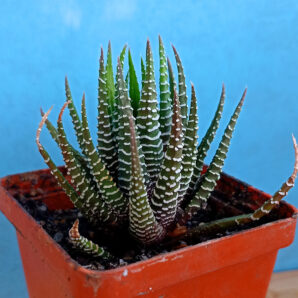 Haworthia fasciata
