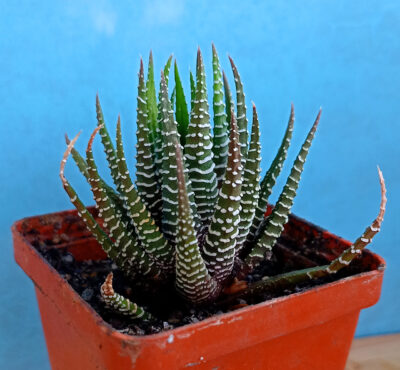 Haworthia fasciata