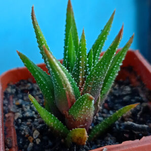 Haworthia attenuata f. variegata