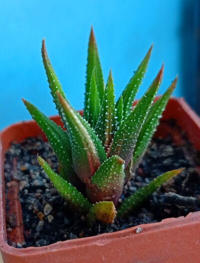 Haworthia attenuata f. variegata