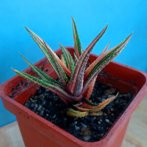 Haworthia attenuata f. variegata