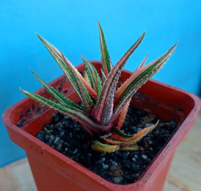 Haworthia attenuata f. variegata