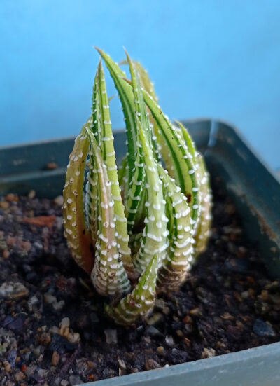 Haworthia attenuata f. variegata white - Зображення 2